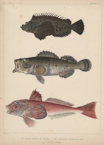 1. Pelor Japonicum, 2. Sebastes Inermis en 3. Trigla Burgeri, 1855 door H. Patterson